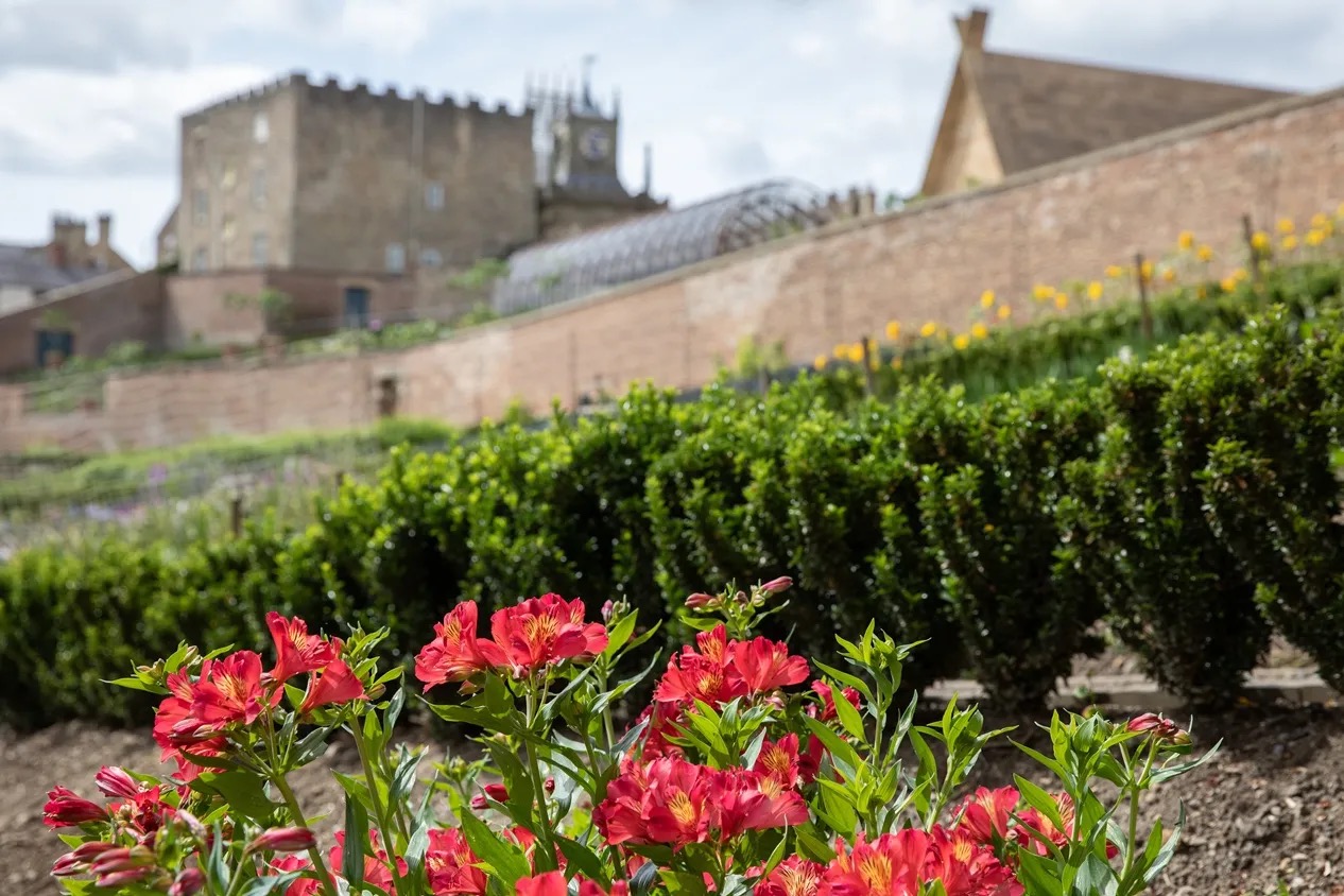 The Walled Garden in bloom, the castle's crenellations behind