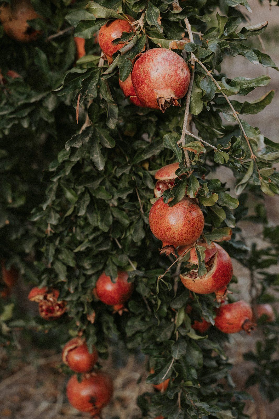 Pomegranates in the garden