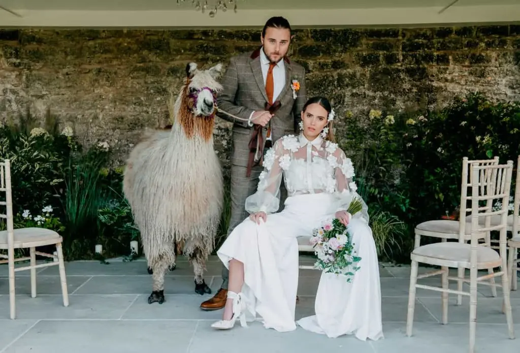The couple with an alpaca in the walled garden