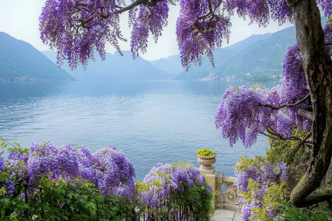 Wisteria framing the view down Lake Como from the villa terrace, Villa del Balbianello