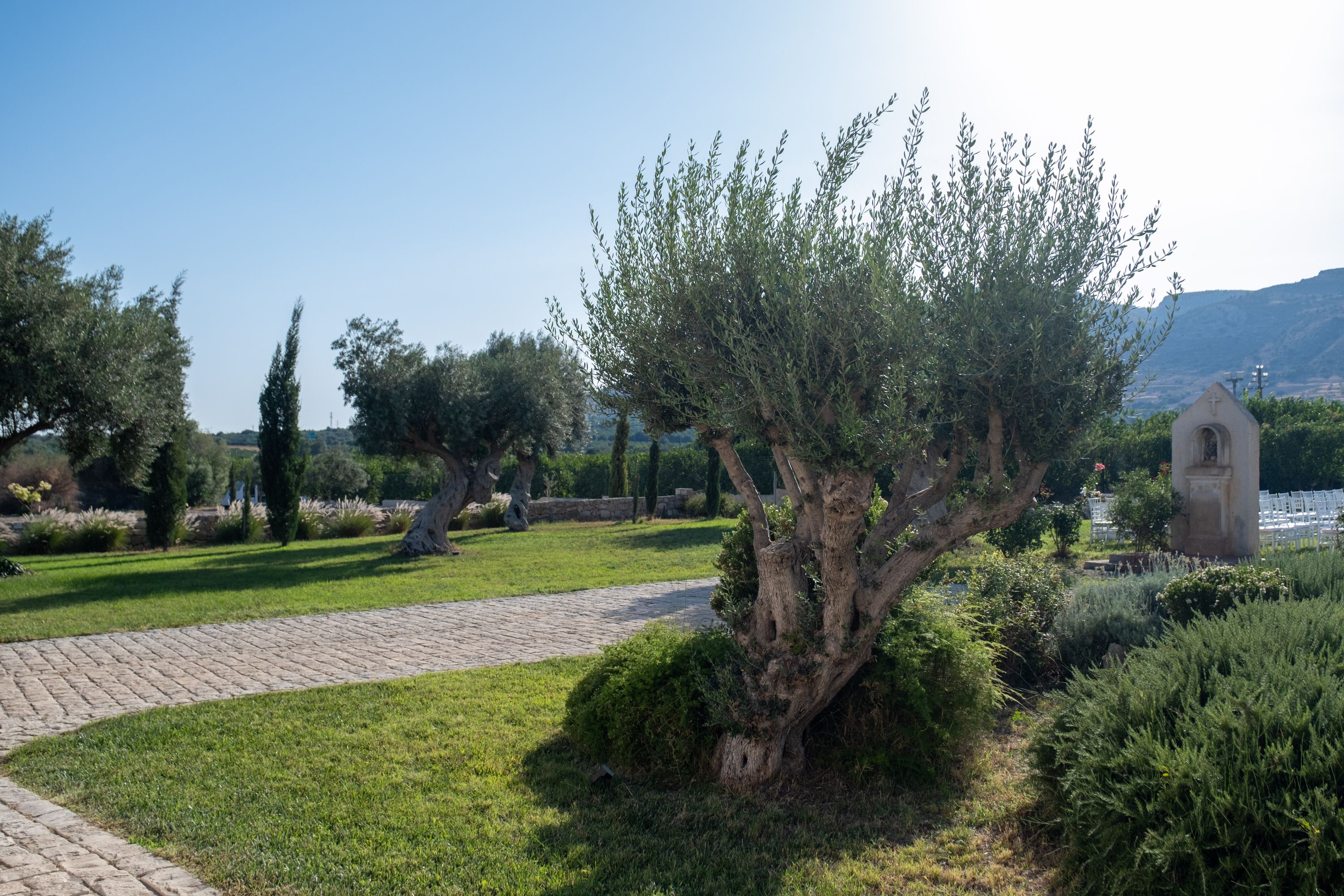 A gravel path through the olive grove, under a wide Sicilian sky