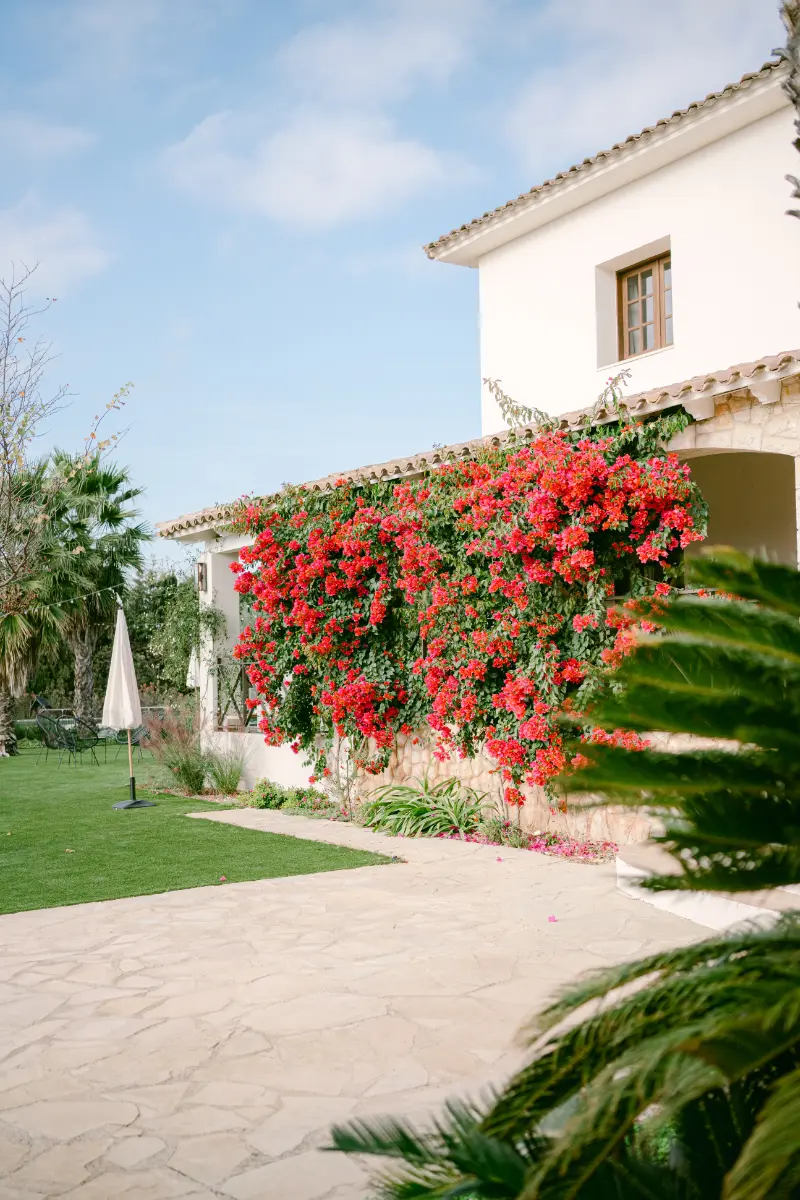 Bougainvillea facade of the main farmhouse, Finca La Concertista, Llorenç del Penedès, Spain
