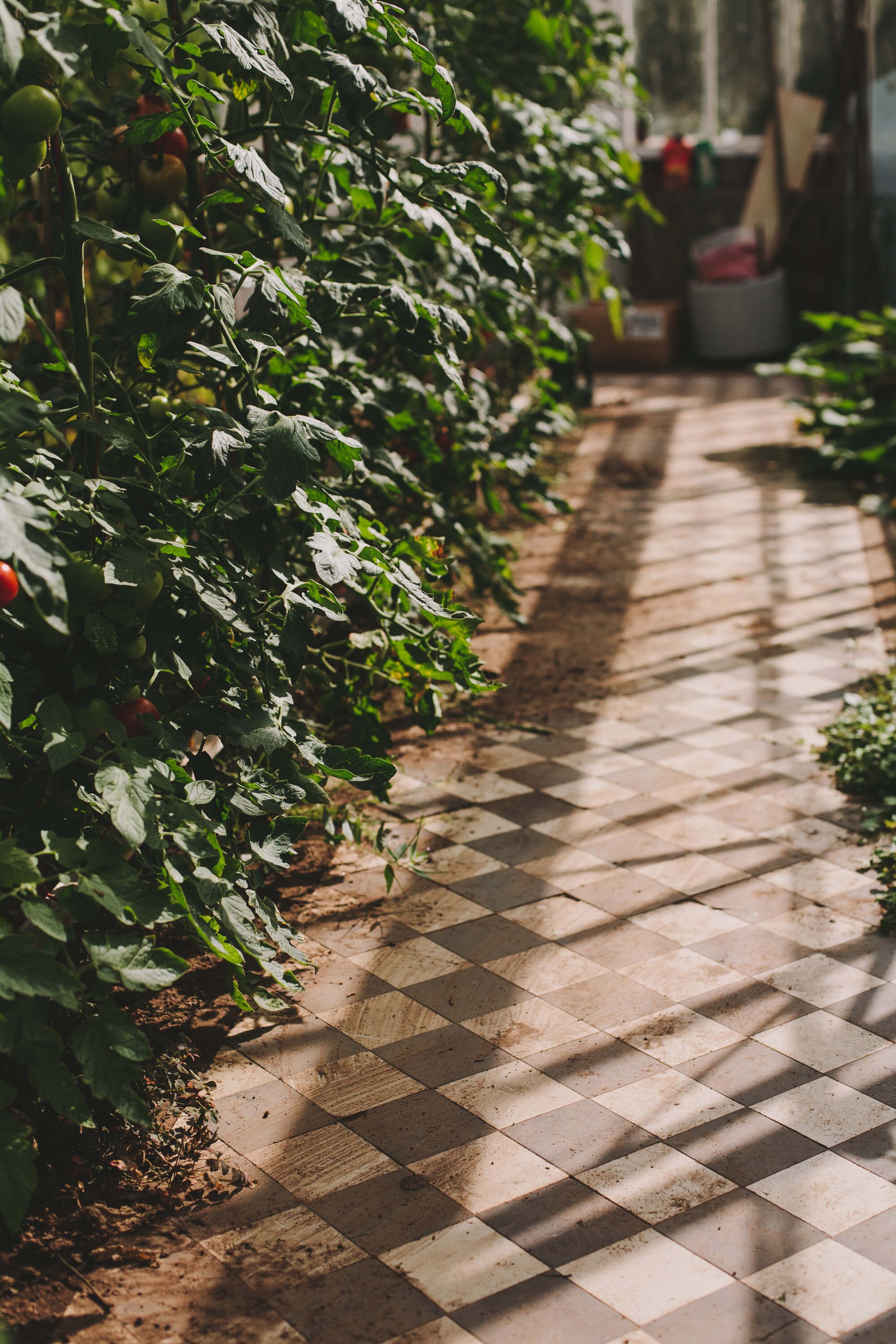 A chequerboard brick path winding through the planted gardens