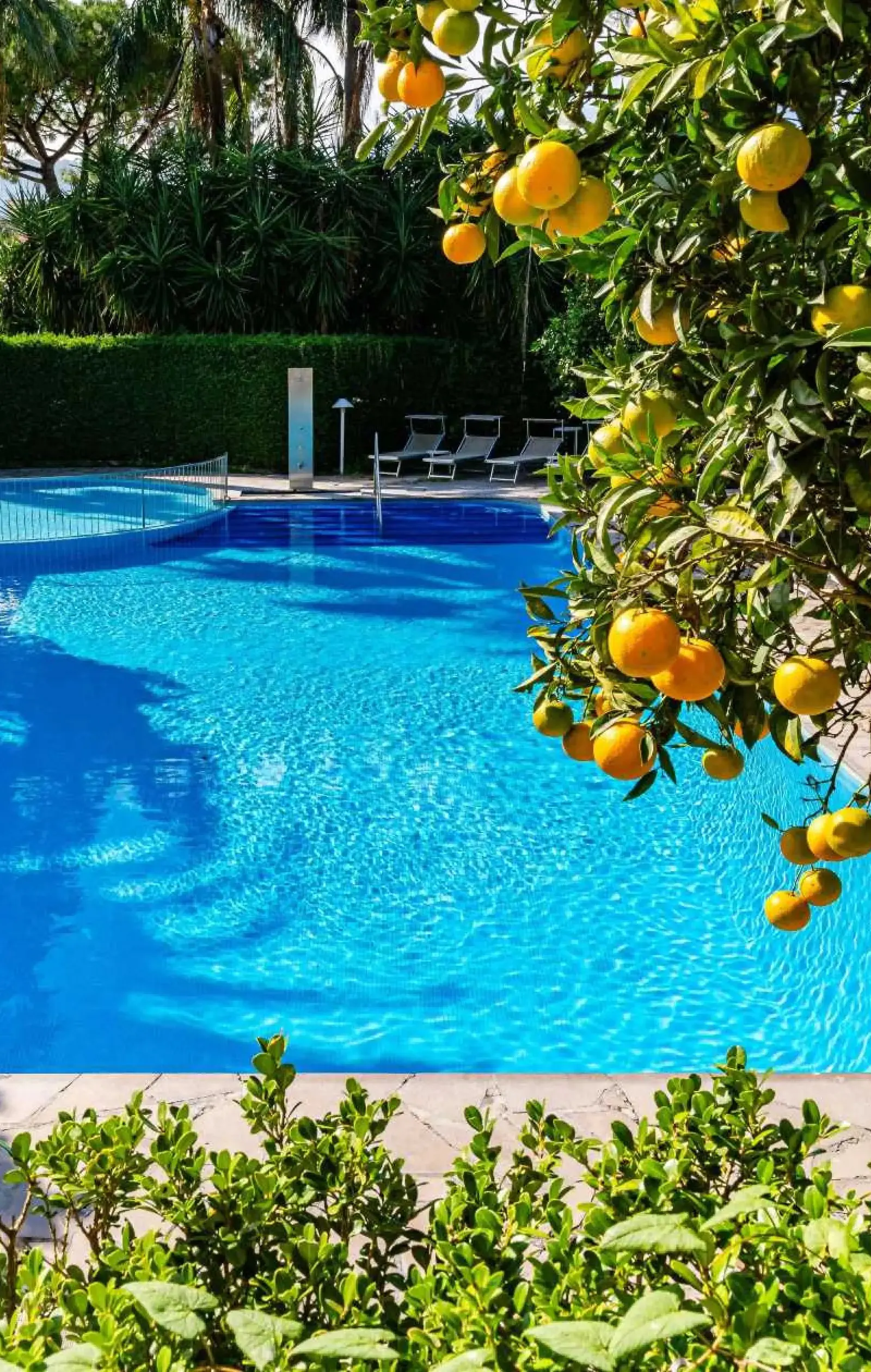 A Pool Beneath the Lemons.