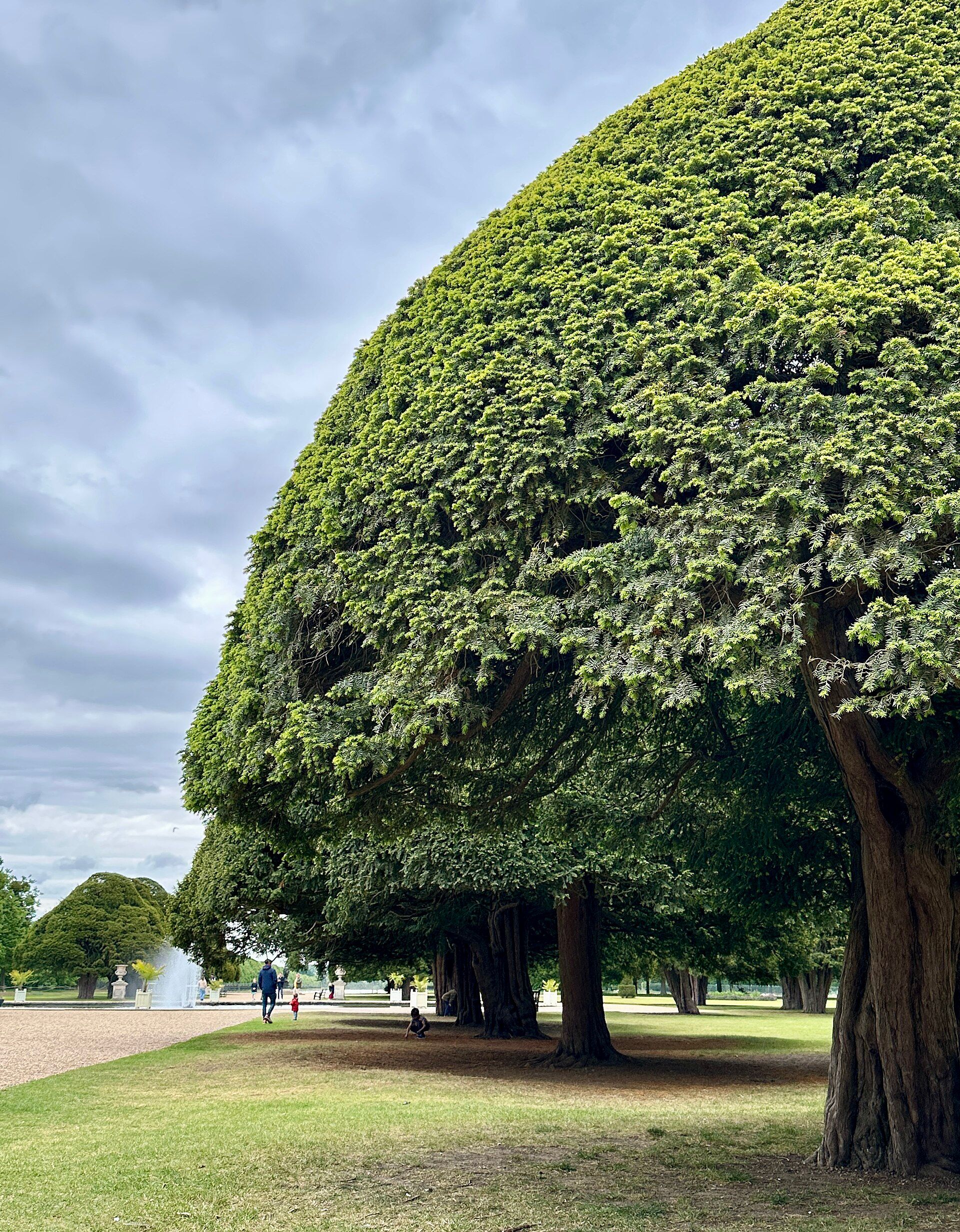 A great domed yew beside the broad garden avenue