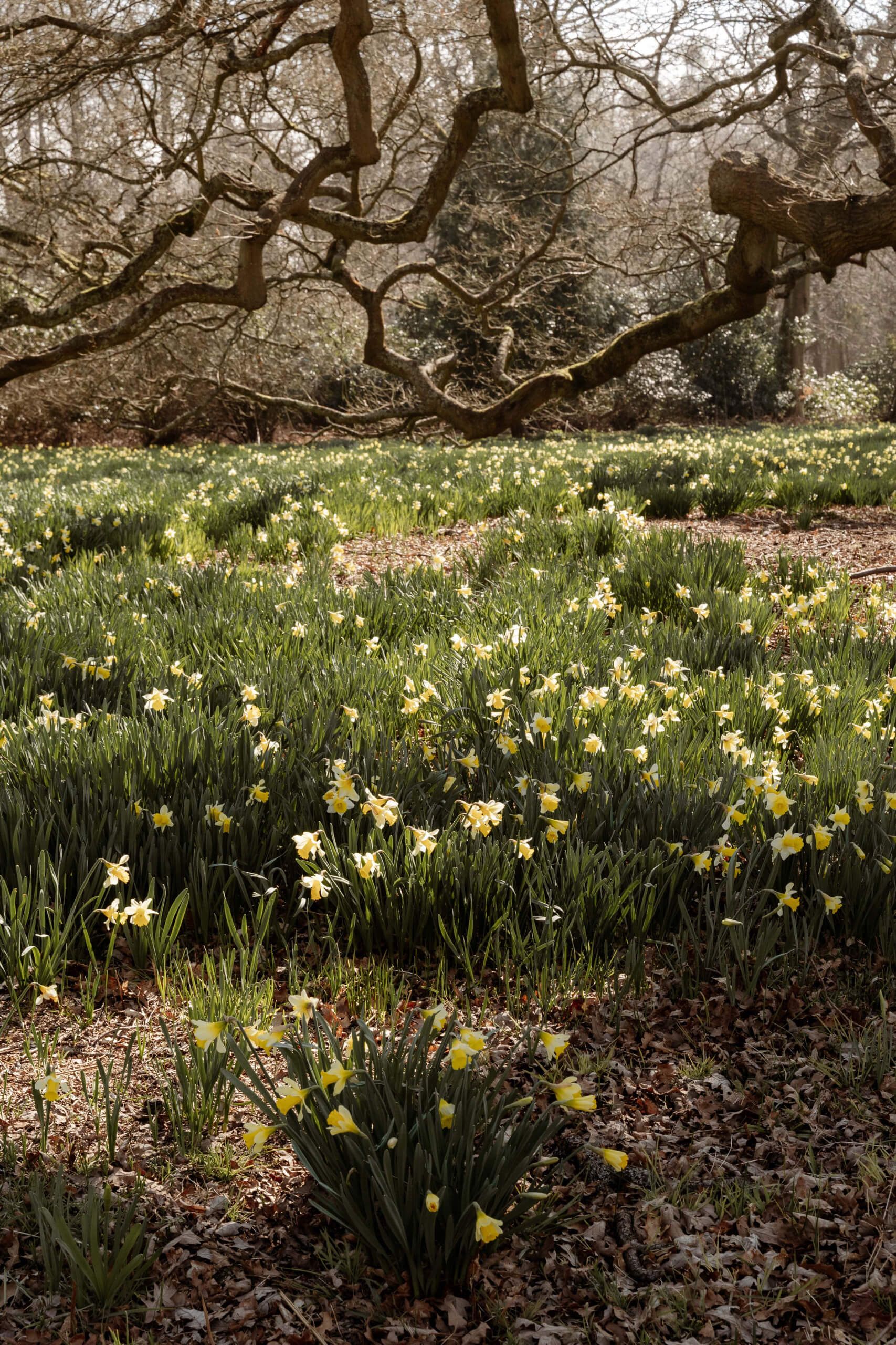 The Sunken Garden & Lawns