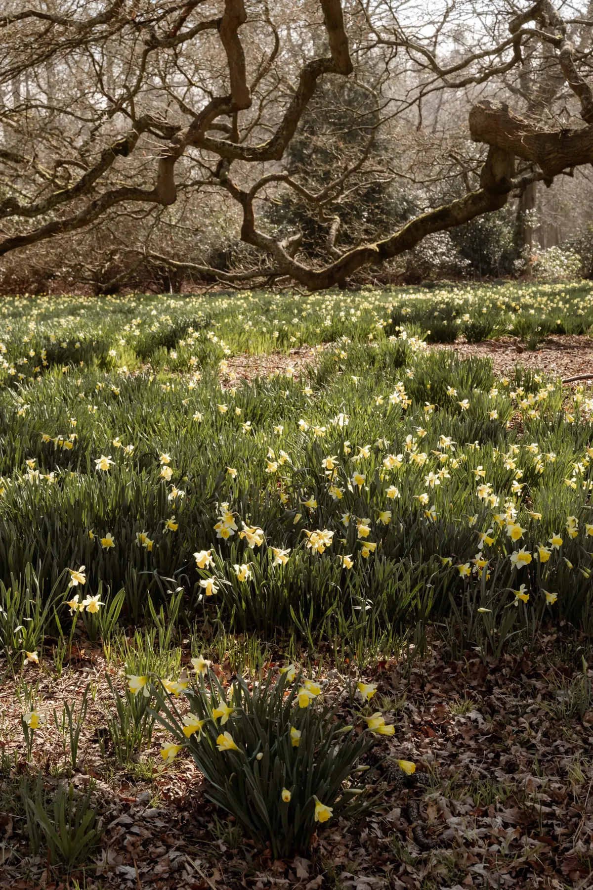 The Sunken Garden & Lawns