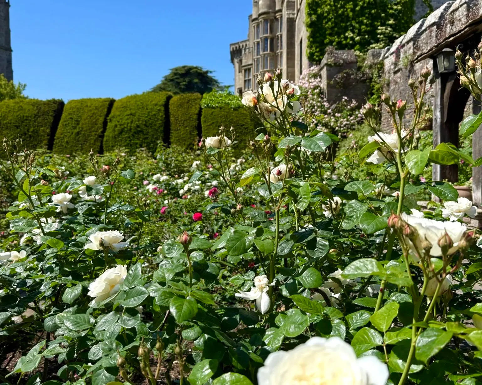 15 Acres of Ancient Tudor Gardens.
