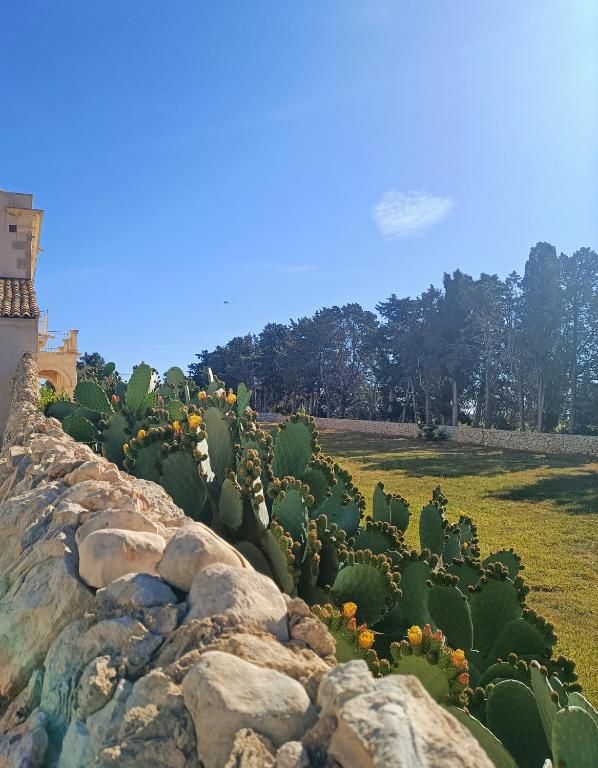 Prickly pear cactus along a dry-stone wall bordering the grounds