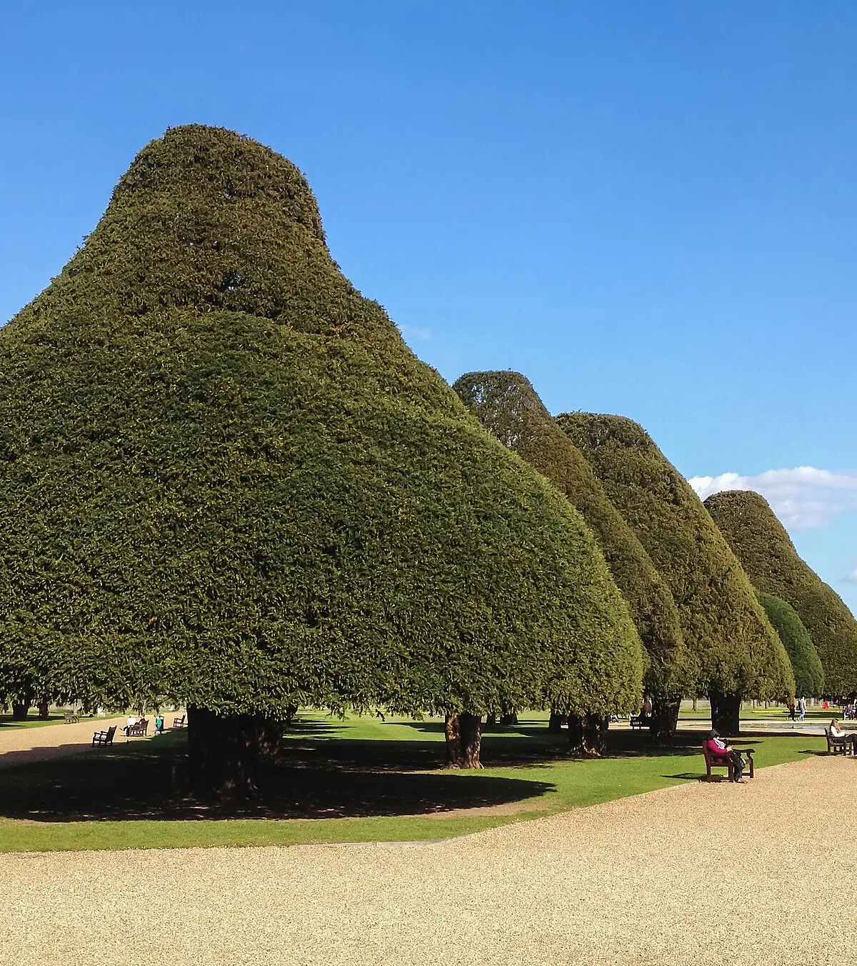 Domed yews and a fountain in the Great Fountain Garden