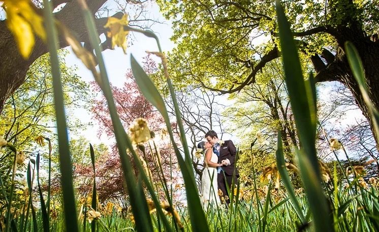 A bride and groom glimpsed through daffodils and spring leaves