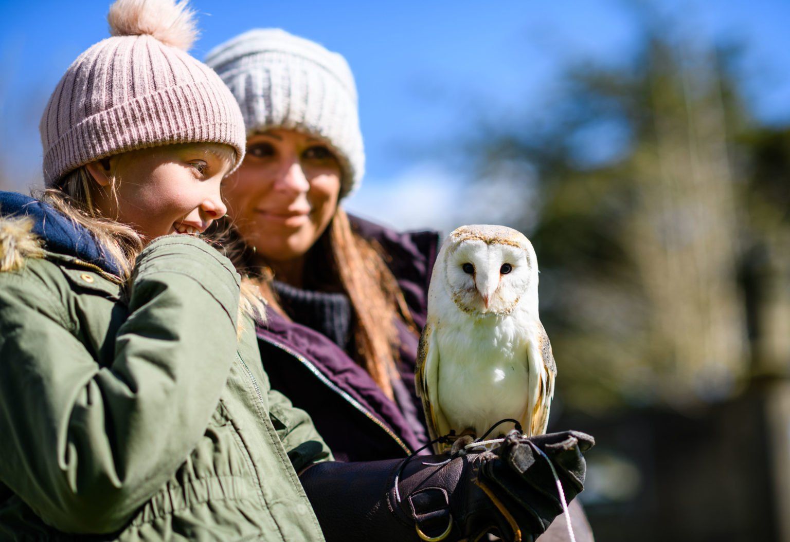 Falconry on the estate, a barn owl perched on a gloved hand