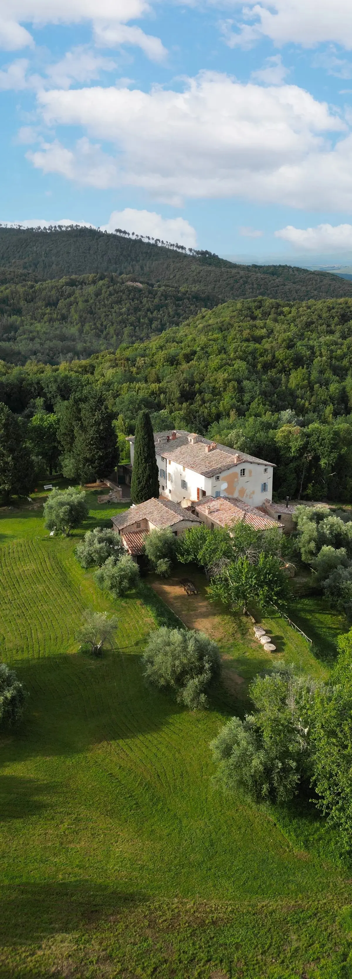 The Estate & Olives