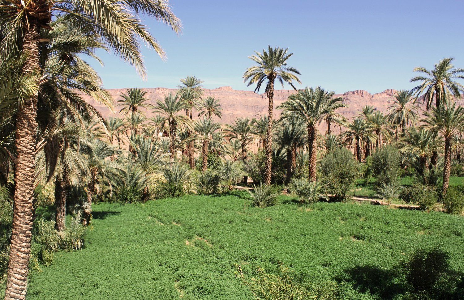 The green oasis and the mountains beyond