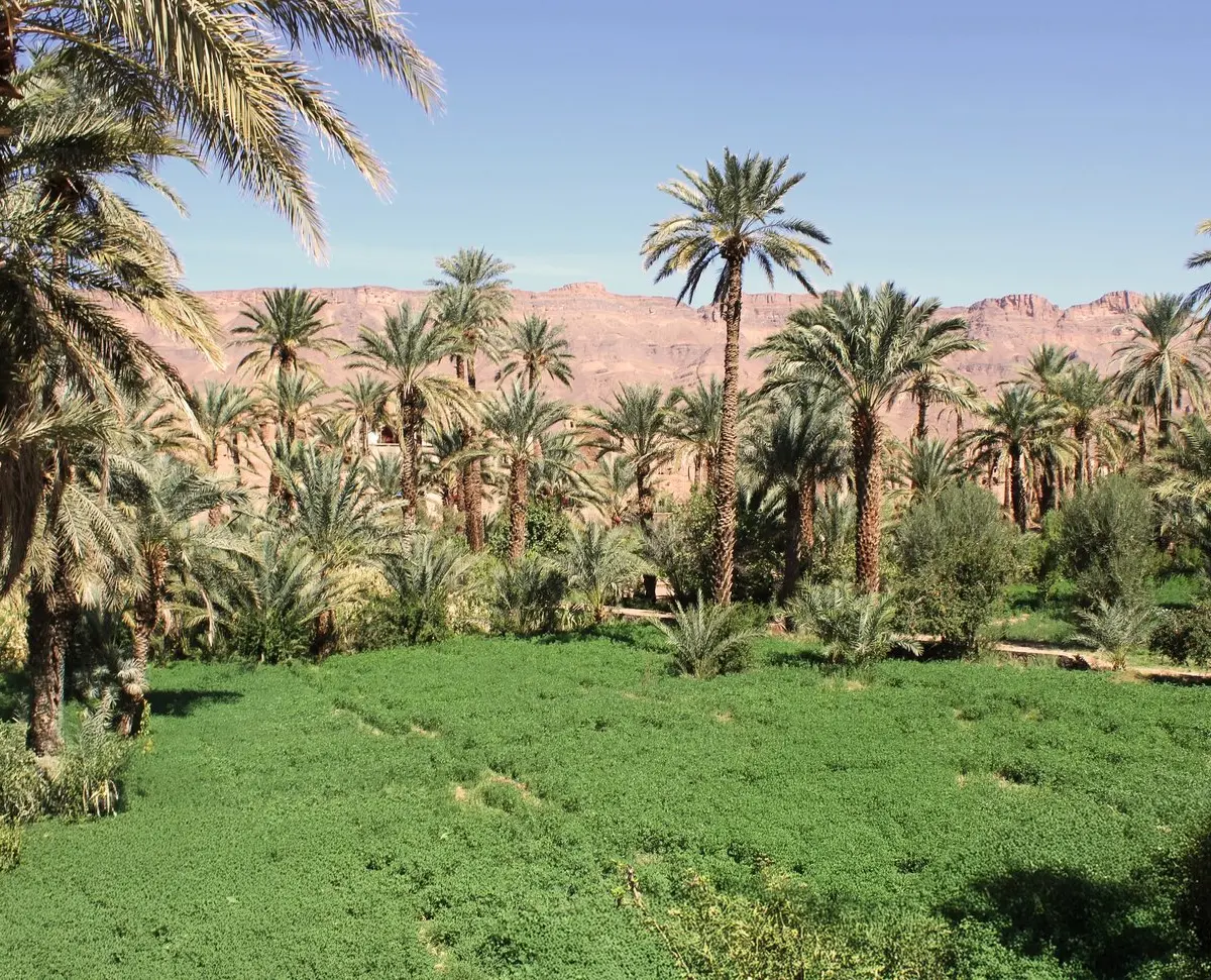The green oasis and the mountains beyond