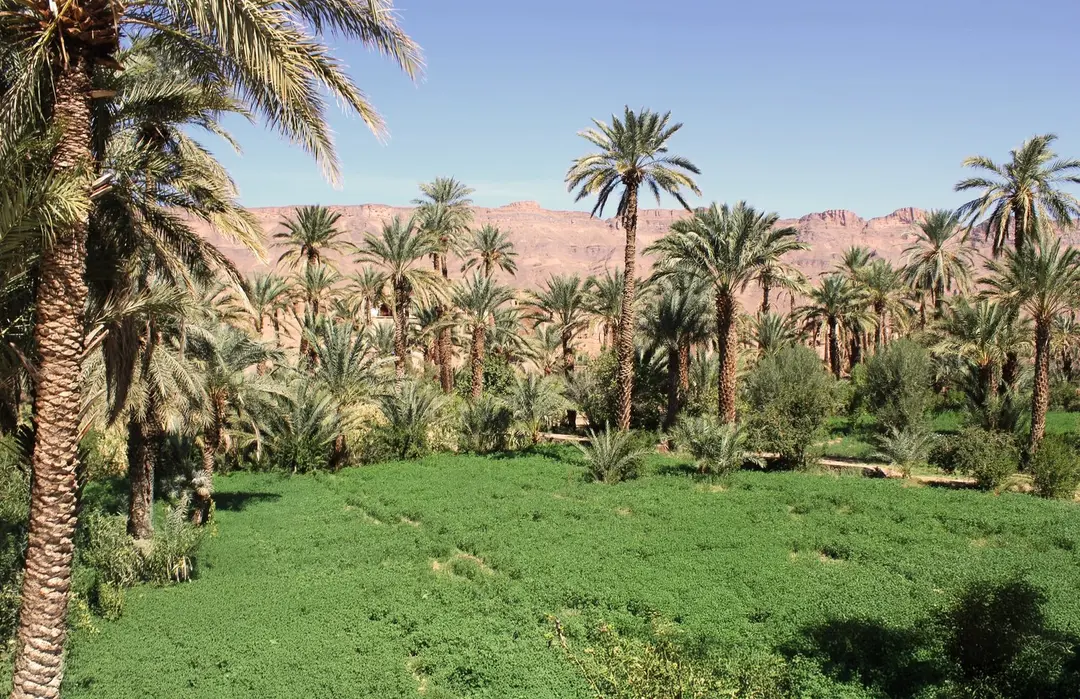 The green oasis and the mountains beyond