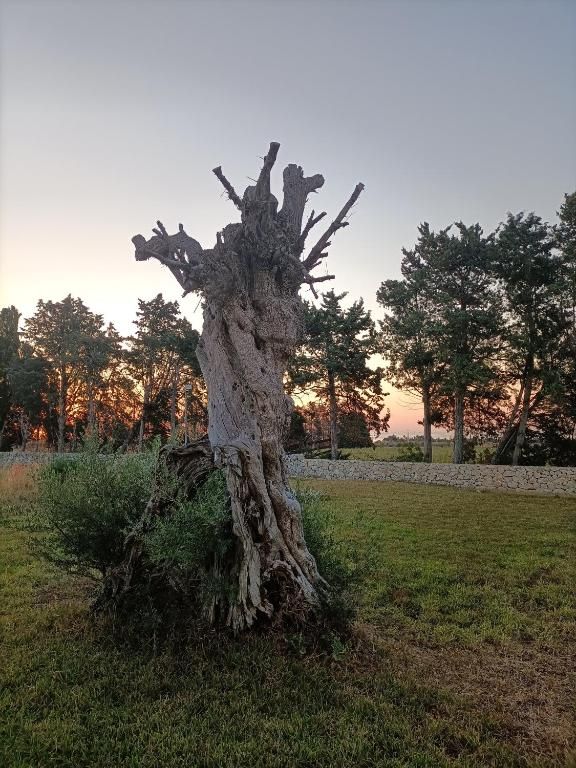 A centuries-old olive tree at dusk, one of many on the estate