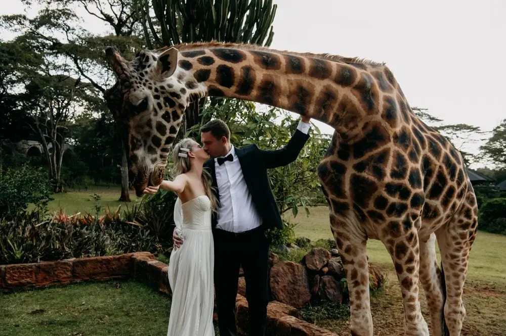 Feeding a giraffe at Giraffe Manor, still in the dress, Emma-Jane Photography, London, England