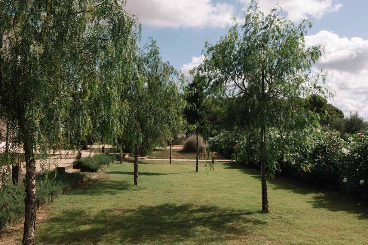 Weeping willow garden and lawn