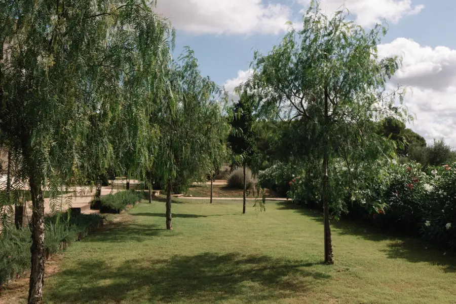 Weeping willow garden and lawn