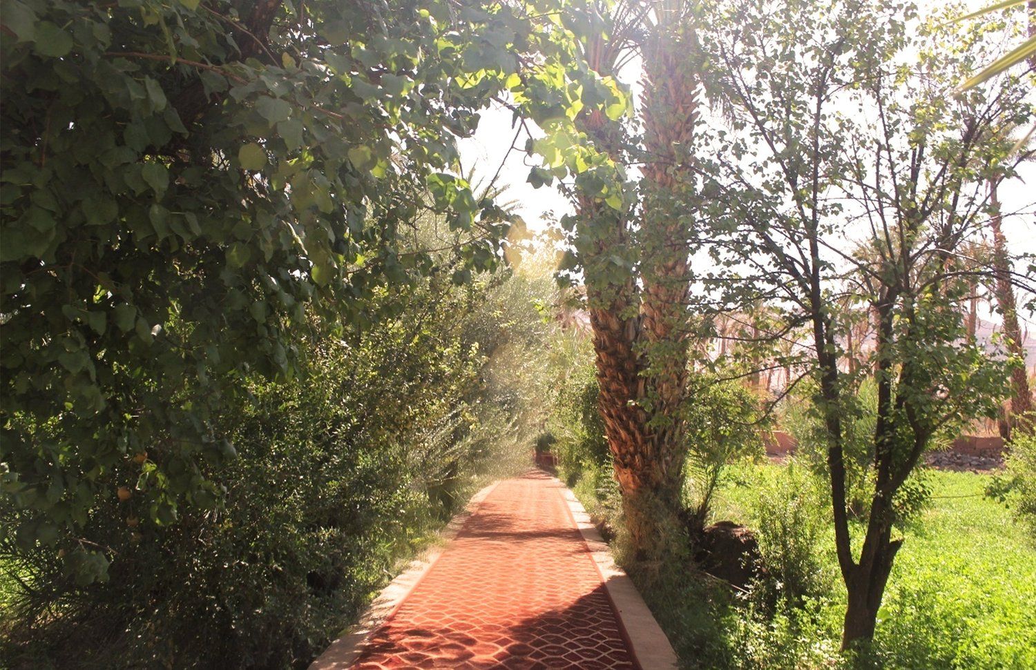 The Oasis Garden