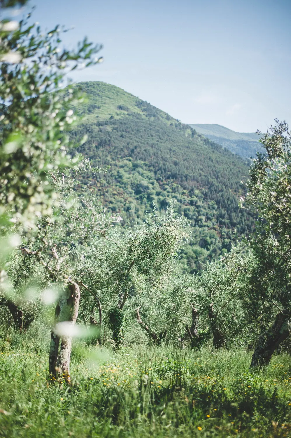 Above Lucca, Among the Olives.