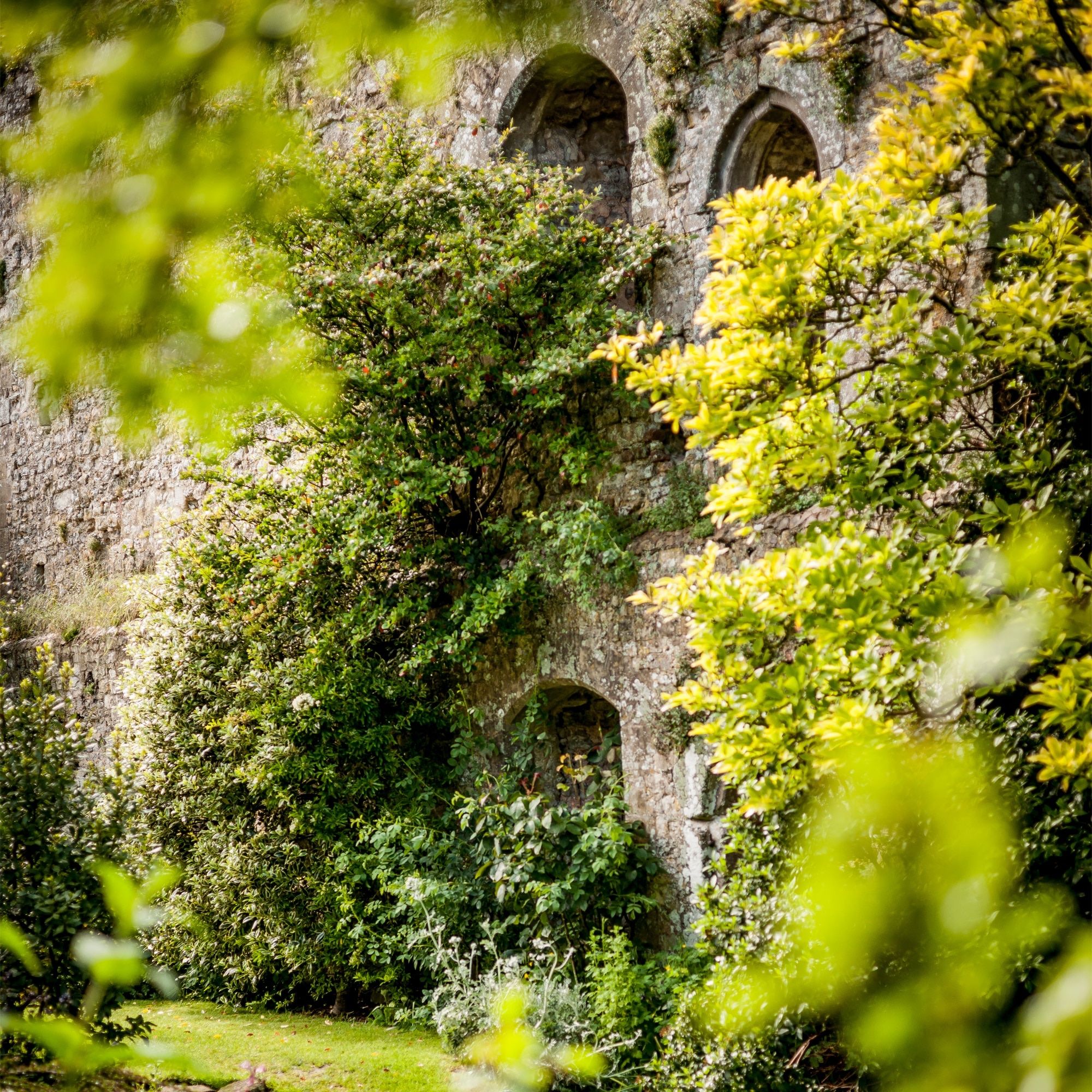 The castle's ancient curtain wall and gothic windows glimpsed through summer foliage, Amberley Castle, Amberley, England