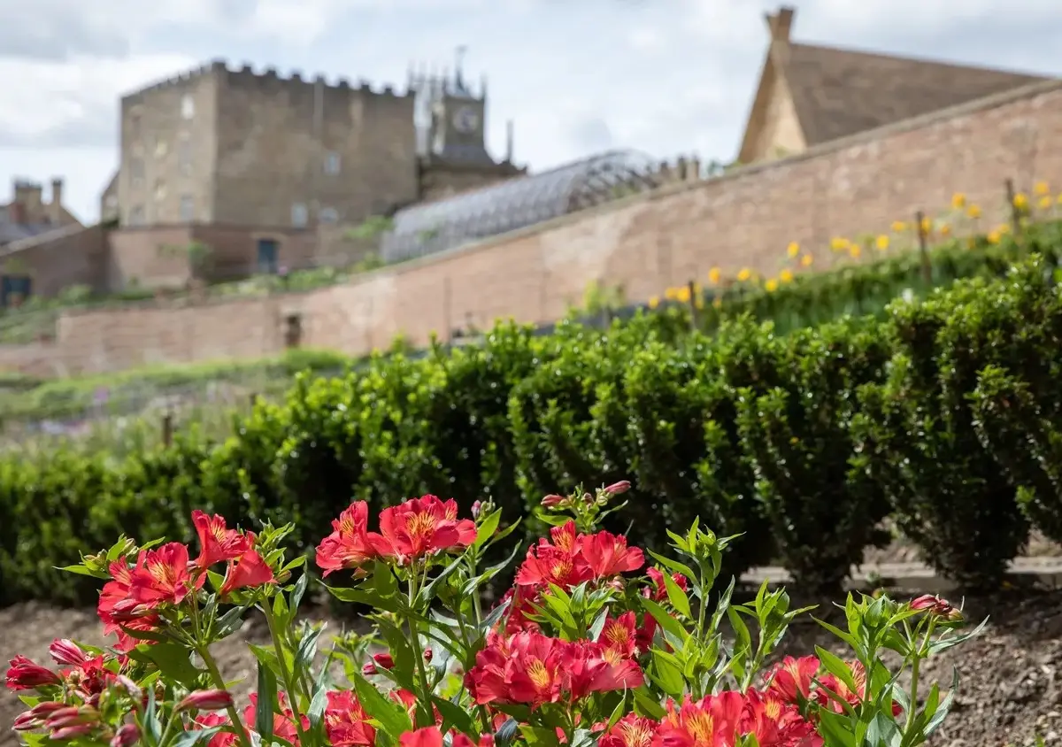 The Walled Garden in bloom, the castle's crenellations behind