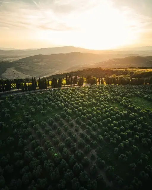 The Vines of the Maremma.