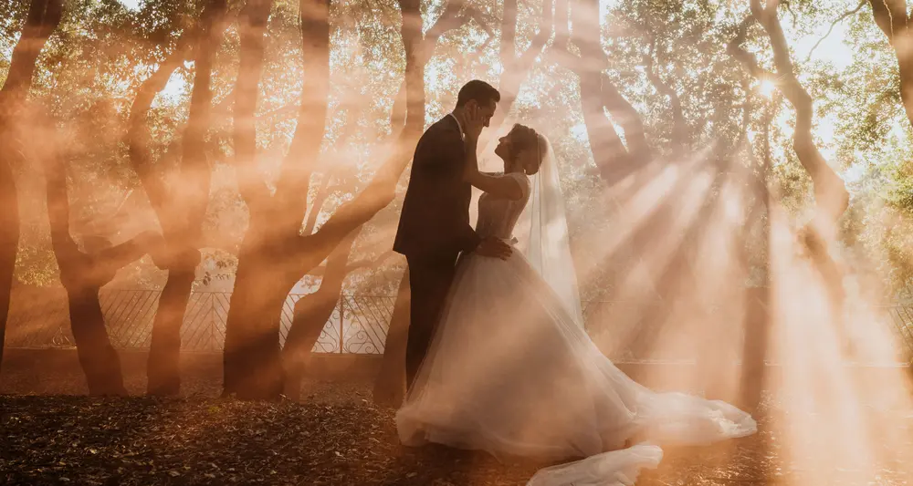 A forest filled with golden afternoon sunrays on an Umbrian estate