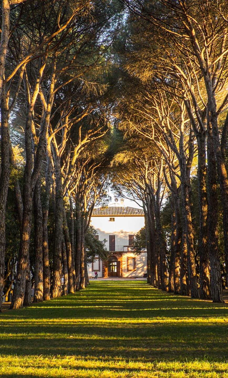 A pine avenue leading to a villa in golden afternoon light, the Cattedrale dell’Amore