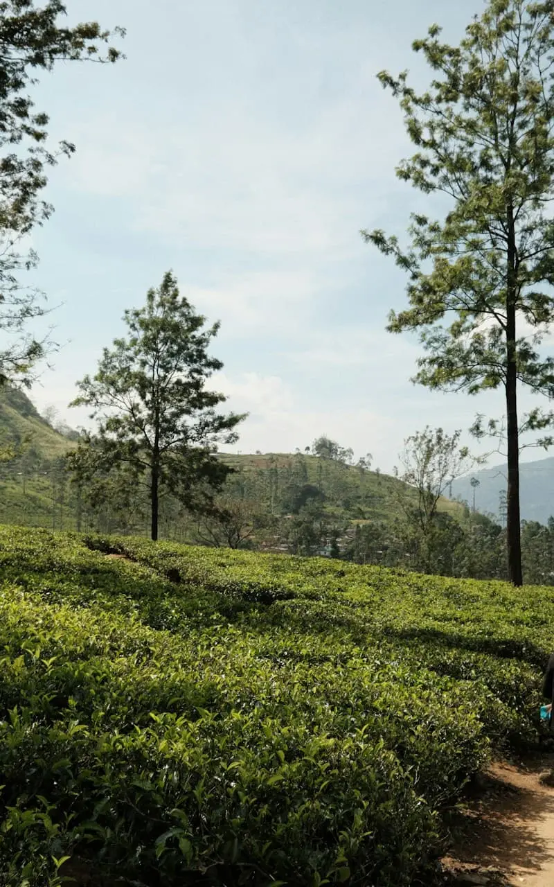 Tea Country & Nuwara Eliya