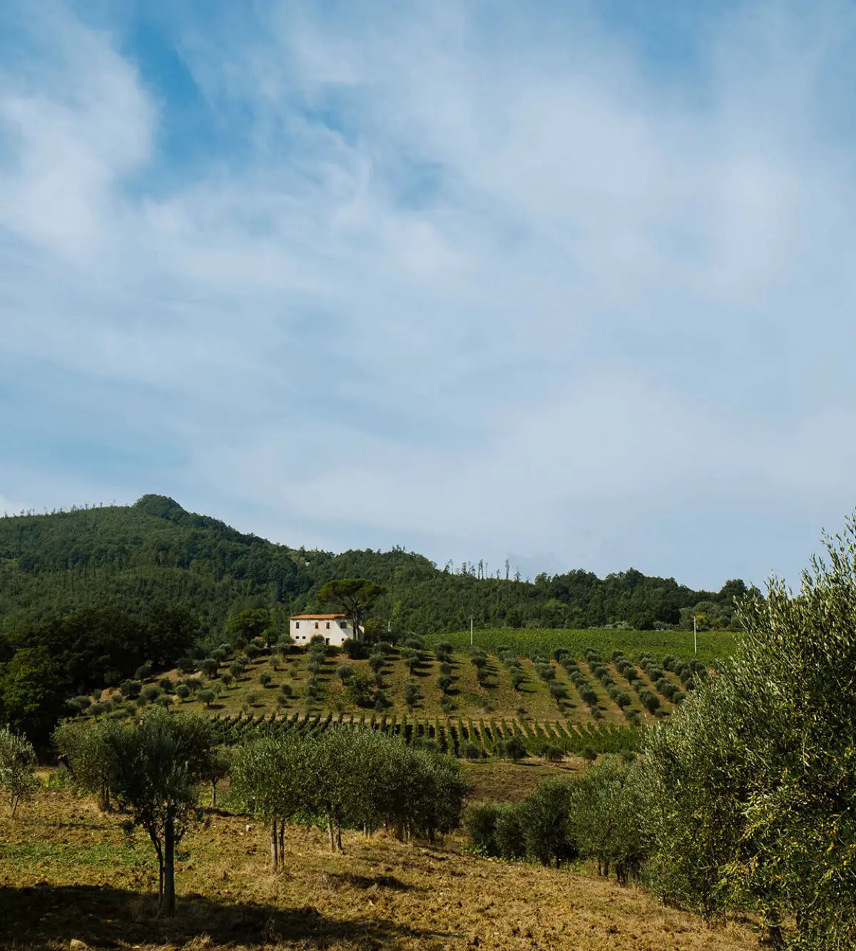 The San Salvatore 1988 estate