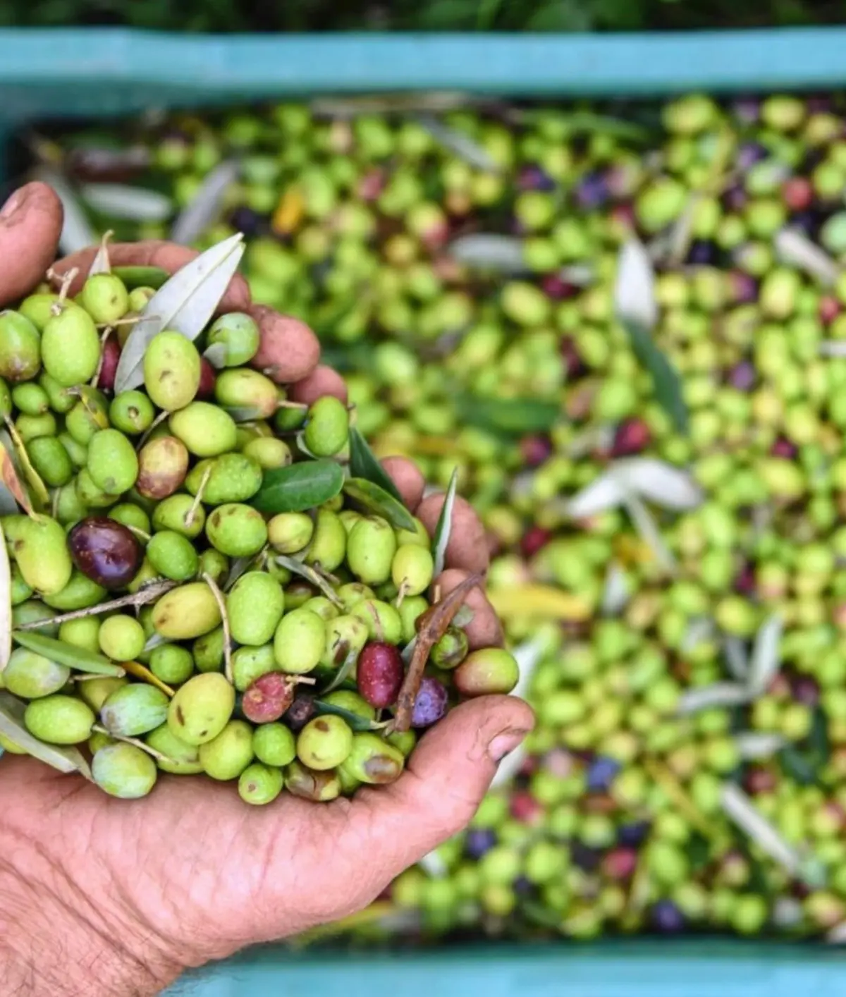 Just-picked olives from the estate groves