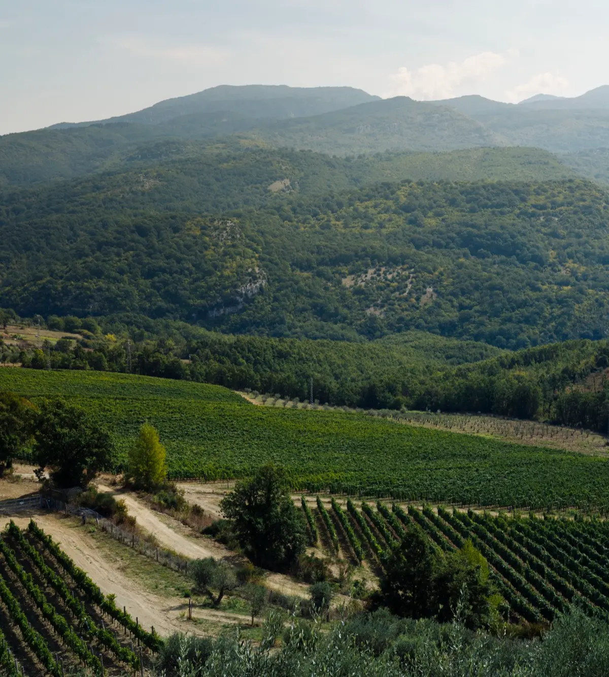 The San Salvatore 1988 vineyards at Stio
