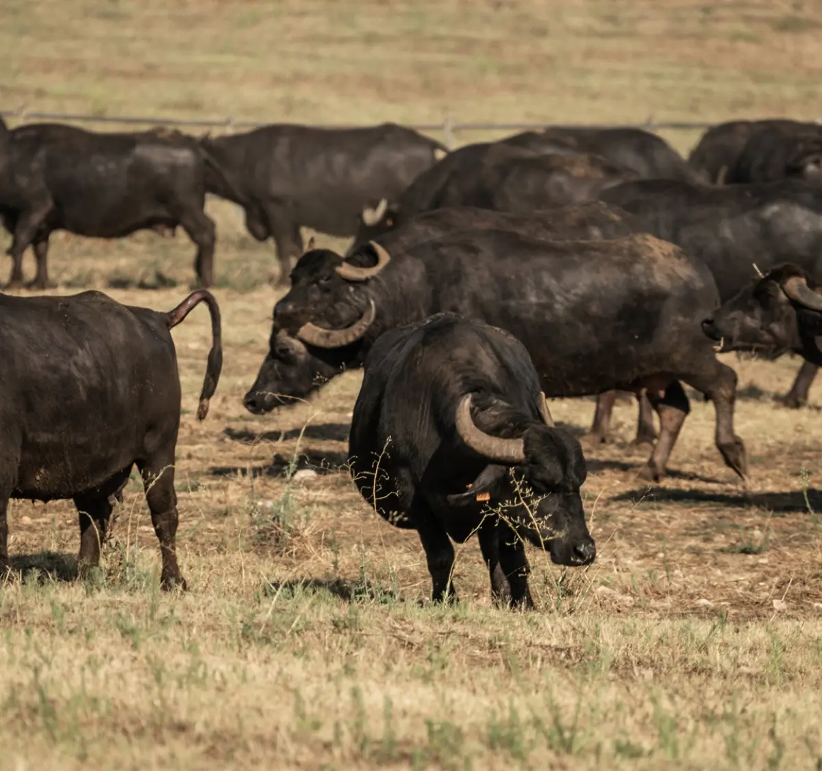 The estate's water buffalo in pasture